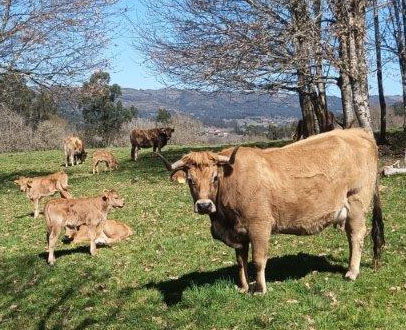 vacas
