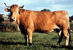 Rubia Galega