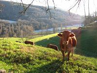 rubia galega