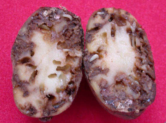 Tecia solanivora