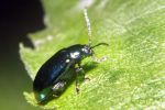 altica quercetorum
