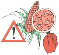 Un recente estudo revela os efectos que o  millo NK603xMON810 ten para a fertilidade