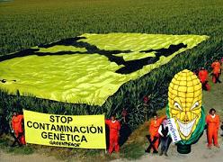 STOP contaminación transxénica
