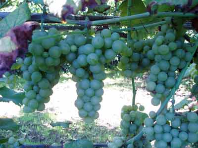 uvas