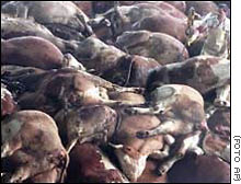 vacas mortas amontoadas