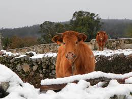 Vacas na neve