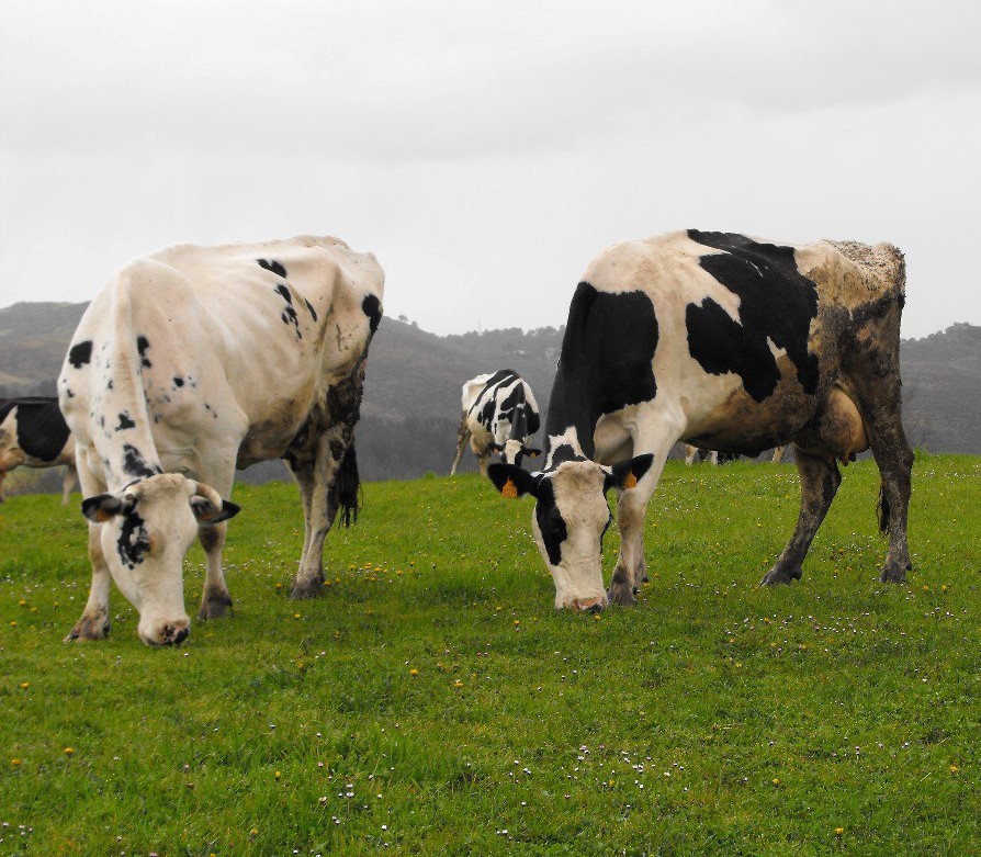 Vacas de leite
