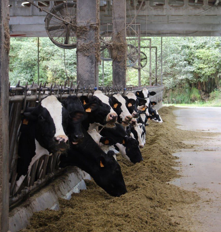 Vacas de leite