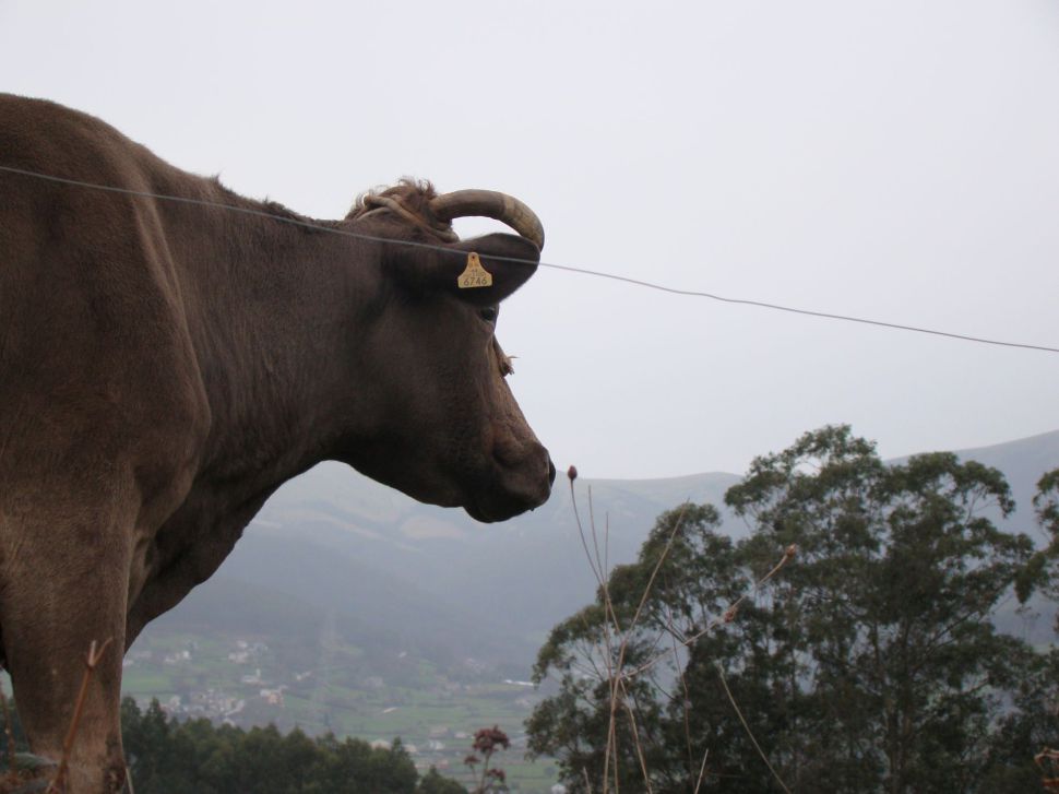 vaca_201221