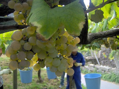 Vinho da casa