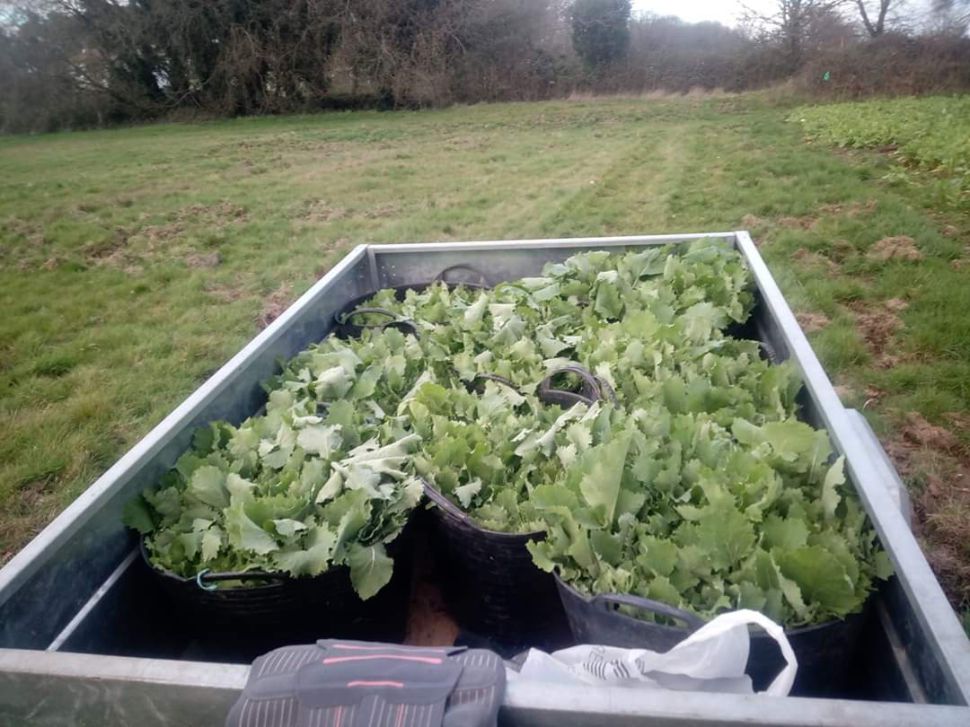 verduras apañadas na horta- Cartelle