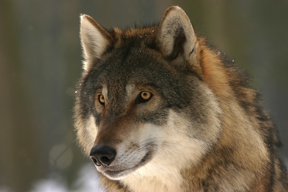 lobo