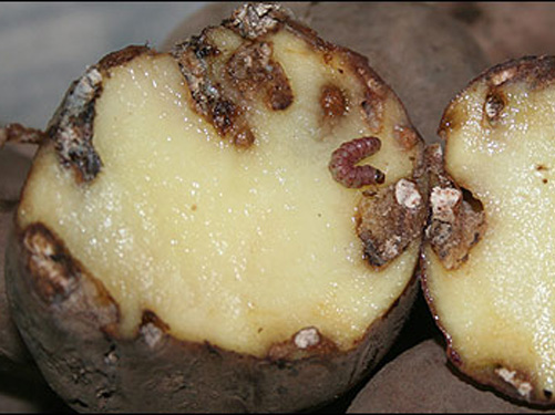 couza guatemalteca
