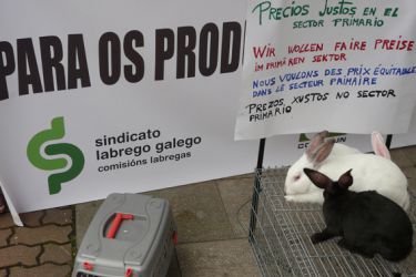 Concentración cunícola