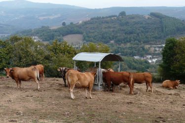 Vacas en Vilar de Ousón