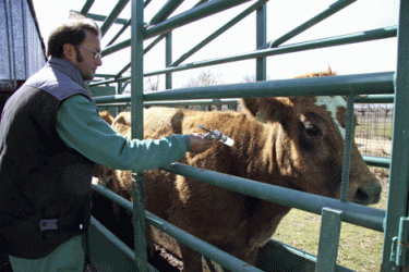 Veterinario