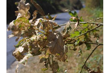 carballo afectado pola pulguiña
