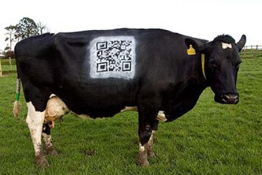 Vaca dixitalizada