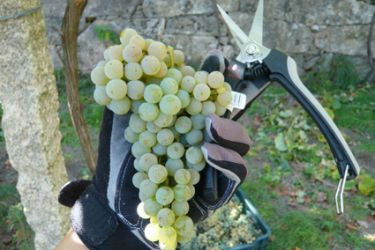 Uvas