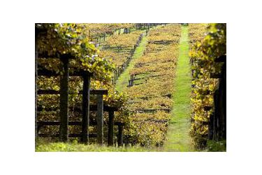 Albariño