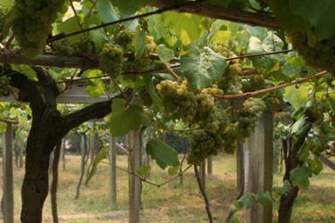 Albariño