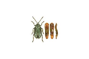 Altica Quercetorum