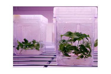 Arbores transxenicas
