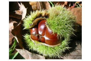castanha