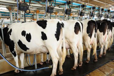 Vacas frisoas