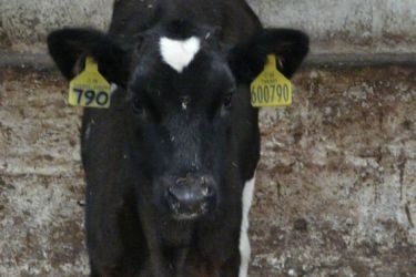 Xato cos crotais de identificación
