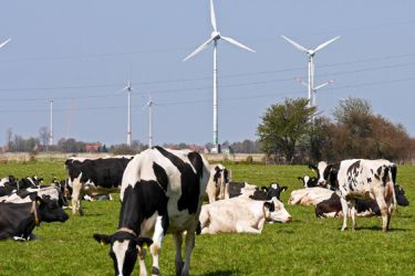 Vacas en parque eólico