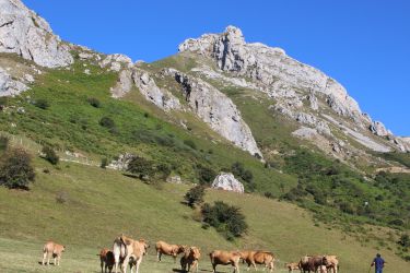 Vacas no monte