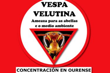 Manifestación velutina Ourense