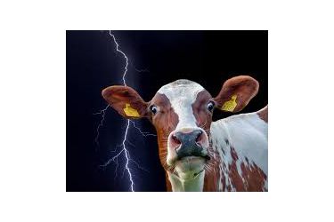 Vaca en treboada