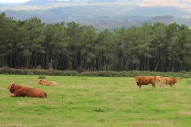 Vacas de carne