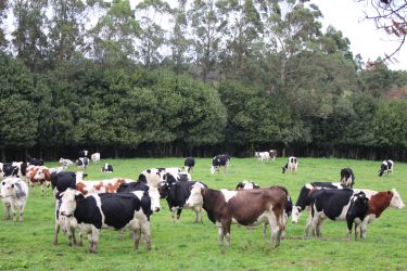 Vacas