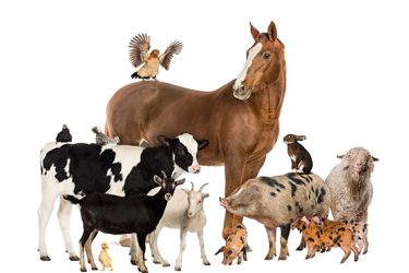 Animais de granxa