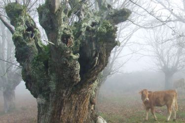 Vaca no monte
