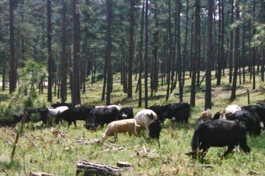 Vacas pacendo no monte