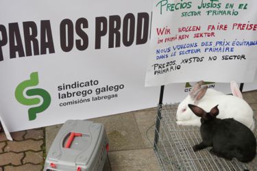 Concentración cunícola