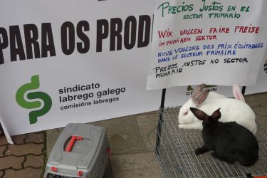 Concentración cunicola