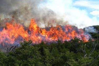 Incendio forestal