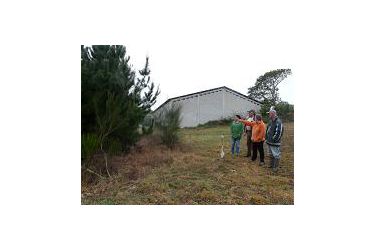 Forestacións ilegais
