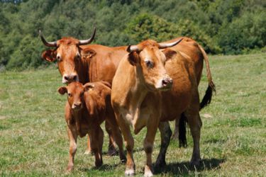 Vacas rubias