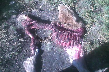 Becerro morto