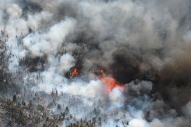 Lume forestal