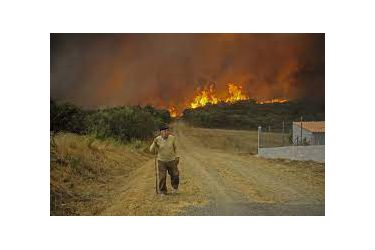 Lume forestal