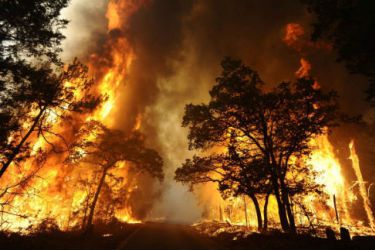 Incendio forestal