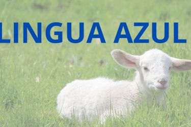 Lingua azul