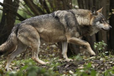 Lobo